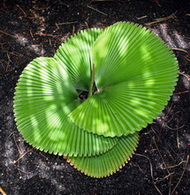 لیکوآلا اربیکولاریس